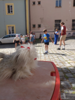 925224de-pasovani26-18.jpeg